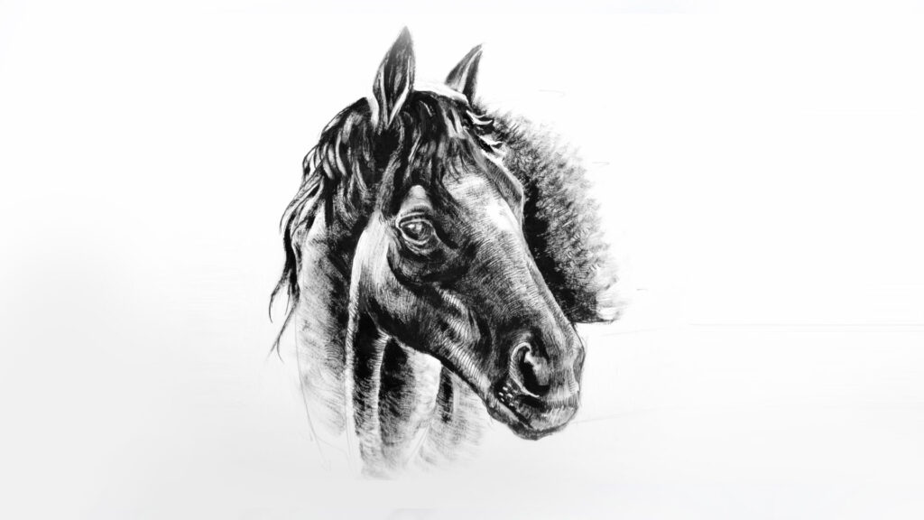 Einen Pferdekopf zeichnen